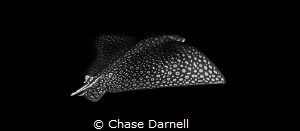 "Black Beauty" 

North Wall, Grand Cayman! by Chase Darnell 